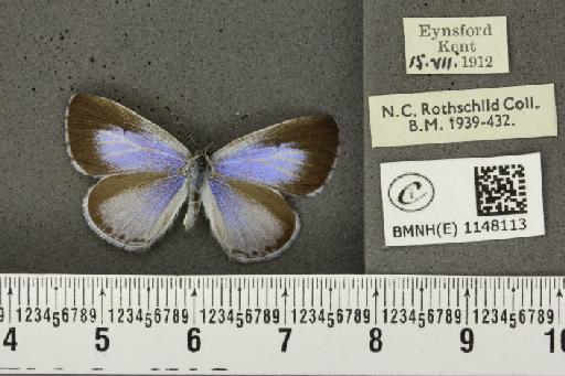 Celastrina argiolus britanna ab. lilacina Tutt, 1908 - BMNHE_1148113_111247