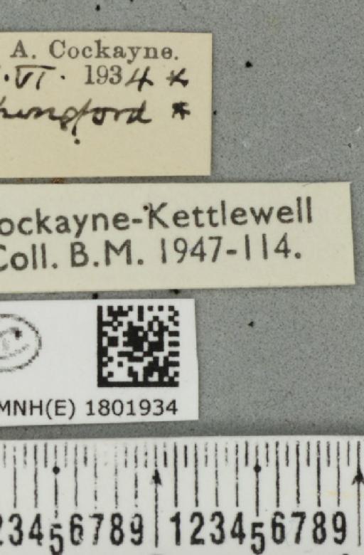 Pasiphila rectangulata ab. cydoniata Borkhausen, 1794 - BMNHE_1801934_label_377976