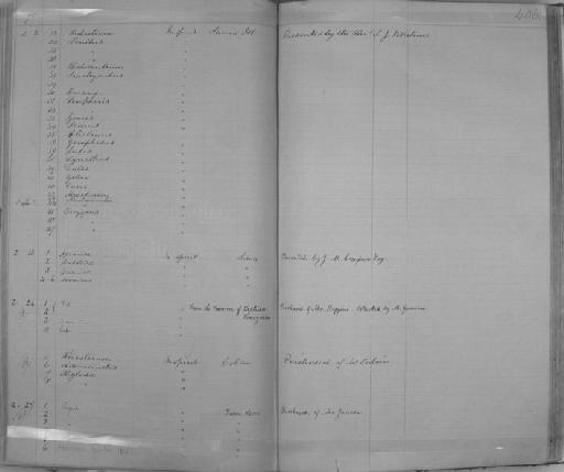 Farlowella acus (Kner, 1853) - Zoology Accessions Register: Reptiles & Fishes: 1864 - 1877: page 406