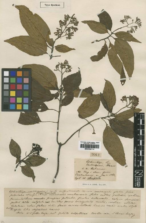 Ophiorrhiza cantonensis Hance - BM000901218