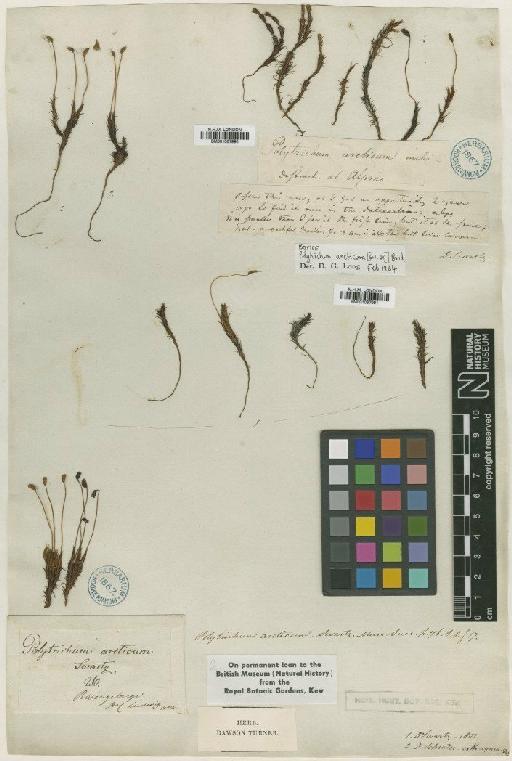 Polytrichastrum alpinum (Hedw.) G.L.Sm. - BM001087990_a