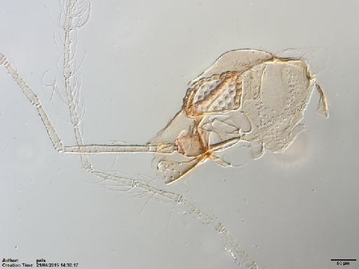 Lutzomyia sallesi species group Migonei Galvao & Coutinho, 1939 - Lutzomyia_sallesi-BMNH(E)1722069_PT-female_head-10x.tif