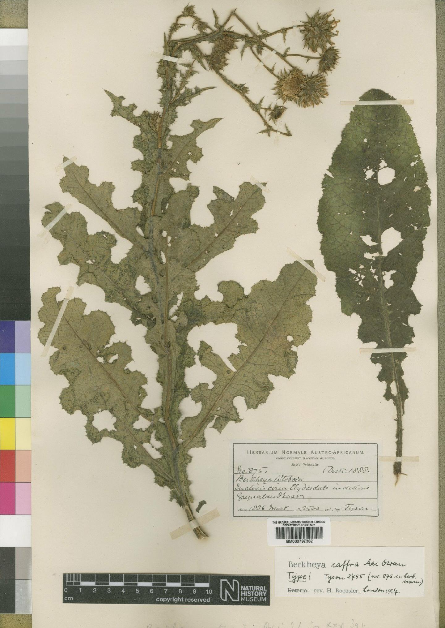 To NHMUK collection (Berkheya caffra MacOwan; Type; NHMUK:ecatalogue:4553132)