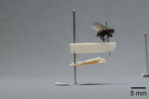 Sarcophaga (Myorhina) nigriventris Meigen, 1826 - 015091676_lateral