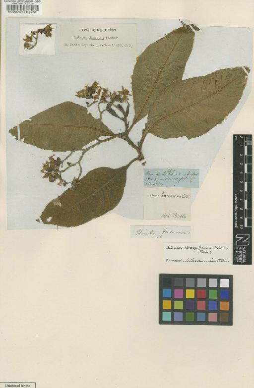 Solanum oblongifolium Dunal - BM000072736