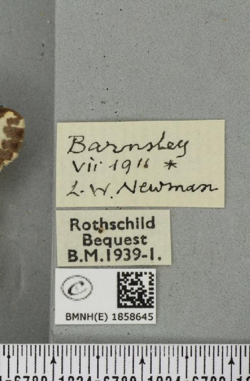 Abraxas grossulariata (Linnaeus, 1758) - BMNHE_1858645_label_416367