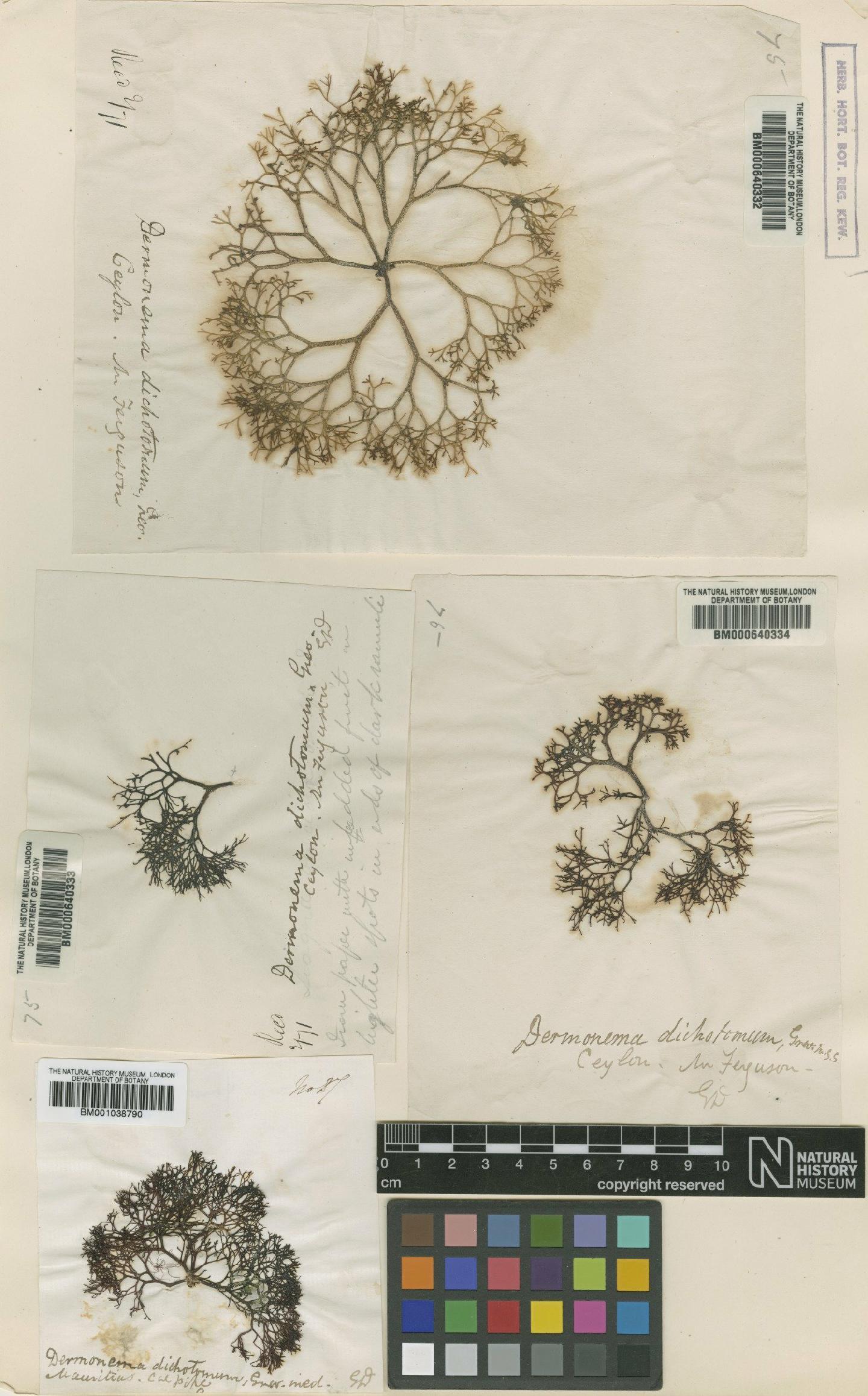 To NHMUK collection (Dermonema virens (J.Agardh) Zárate & Ortíz; NHMUK:ecatalogue:651752)