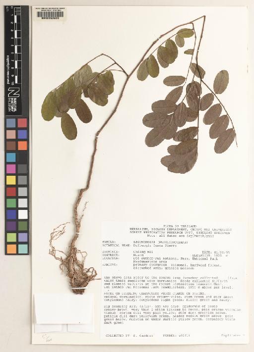 Dalbergia fusca Pierre - BM000636200