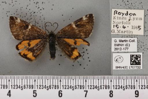 Archiearis parthenias (Linnaeus, 1761) - BMNHE_1707722_277573