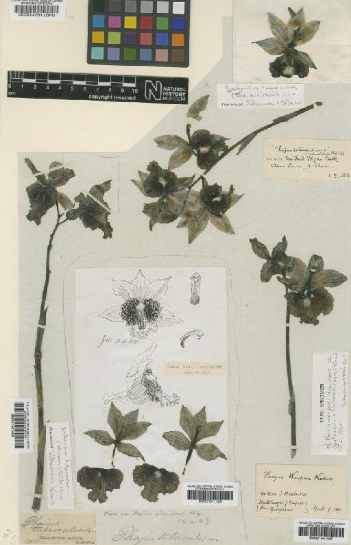 Gastrorchis tuberculosa (Thouars) Schltr. - BM000514791