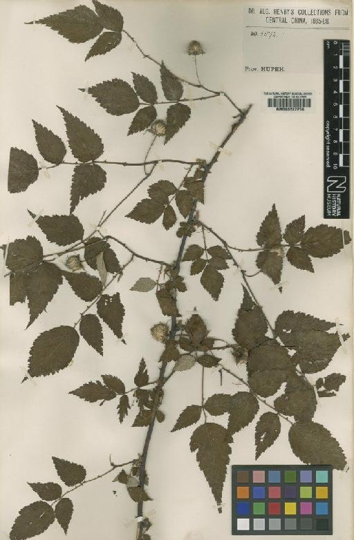 Rubus eucalyptus Focke - BM000622278