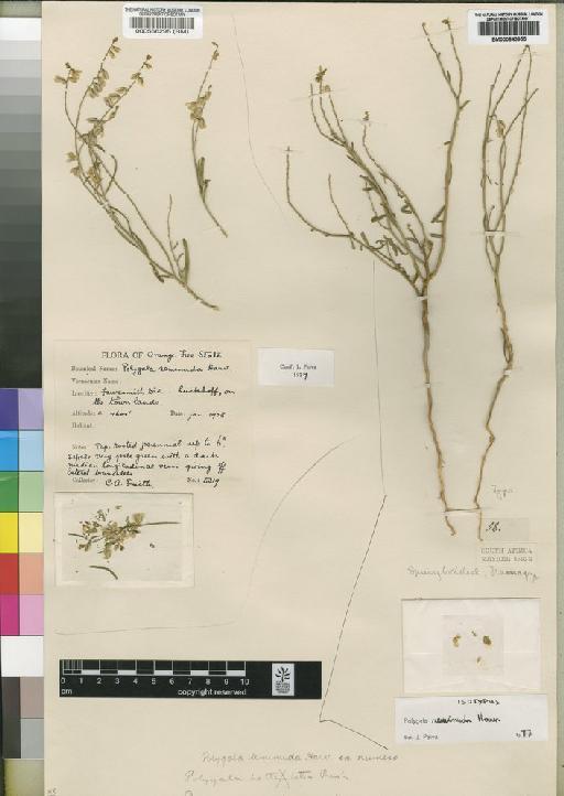 Polygala seminuda Harv. - BM000843955