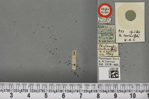 Phytomyza cortusifolii Spencer, 1965 - BMNHE_1492138_53801