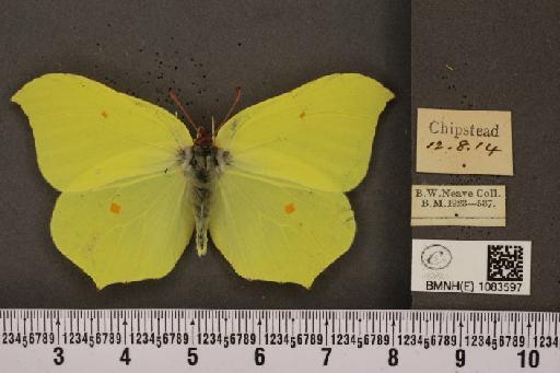 Gonepteryx rhamni rhamni Linnaeus, 1758 - BMNHE_1083597_63736