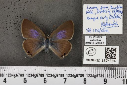 Lampides boeticus (Linnaeus, 1767) - BMNHE_1374304_167646