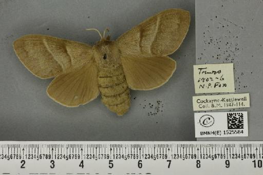 Macrothylacia rubi (Linnaeus, 1758) - BMNHE_1525584_196212