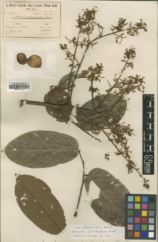 Machaerium floribundum Benth. - BM000931803