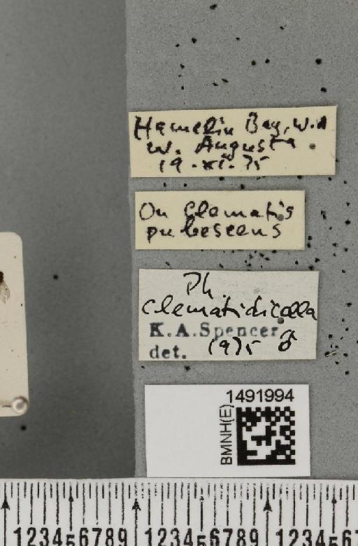Phytomyza clematidicolla Spencer, 1963 - BMNHE_1491994_label_53694