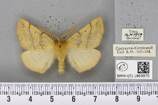 Colotois pennaria (Linnaeus, 1761) - BMNHE_1869070_450448