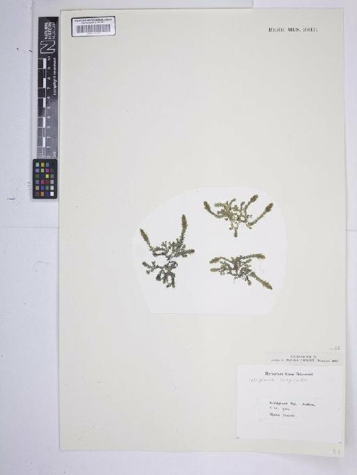 Selaginella selaginoides (L.) P.Beauv. ex Schrank & Mart. - BM001185364