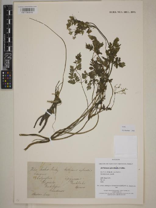 Anthriscus sylvestre (L.) Hoffm. - BM013858705