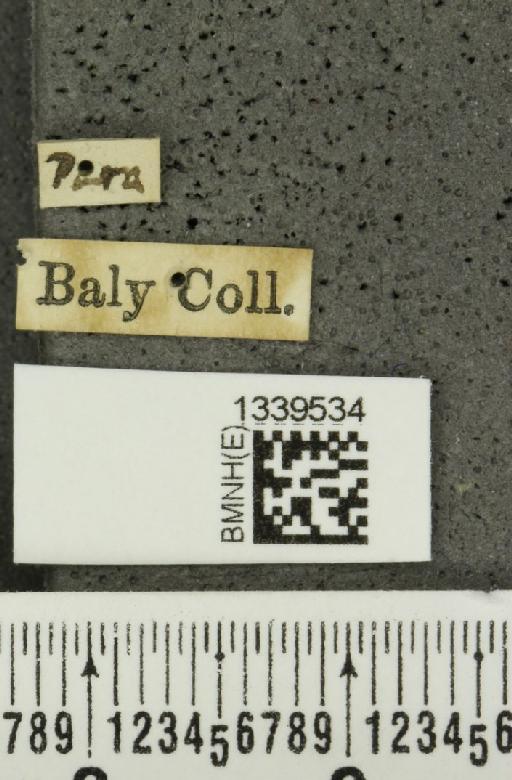 Aristobrotica paraensis (Baly, 1886) - BMNHE_1339534_label_23263