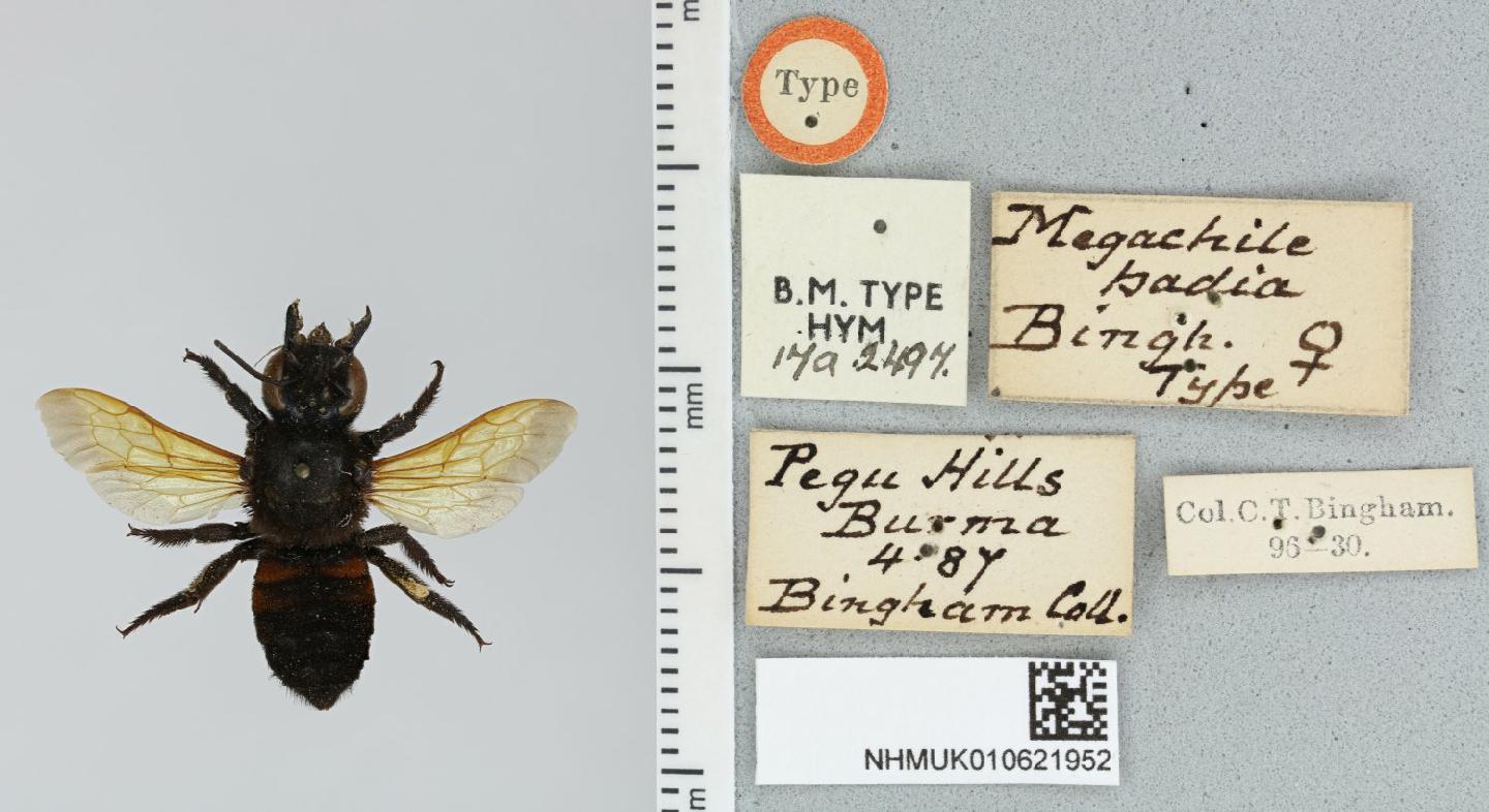 Megachile badia thumbnail