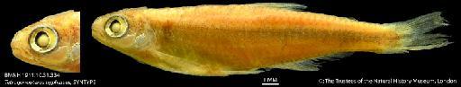 Tetragonopterus hyphessus (Eigenmann, 1909) - BMNH 1911.10.31.334 Tetragonopterus hyphessus, SYNTYPE