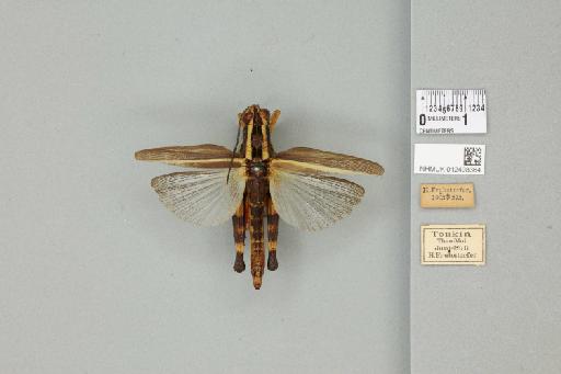 Traulia antennata Bolivar, 1917 - 012498364_71538_84514