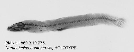 Nemacheilus boutanensis (McClelland & Griffith in McClelland, 1842) - BMNH1860.3.19.775, HOLOTYPE, Nemacheilus boutanensis