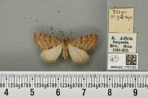 Thera cognata (Thunberg, 1792) - BMNHE_1757150_331830