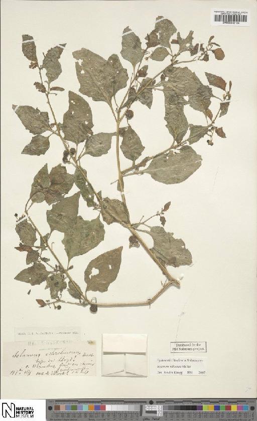 Solanum villosum Mill - BM000942184