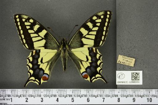 Papilio machaon britannicus Seitz, 1907 - BMNHE_1288081_126858