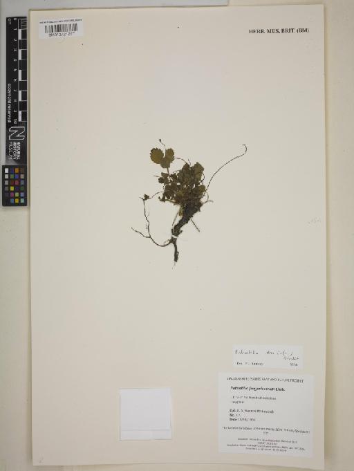 Potentilla sterilis (L.) Garcke - BM013721267