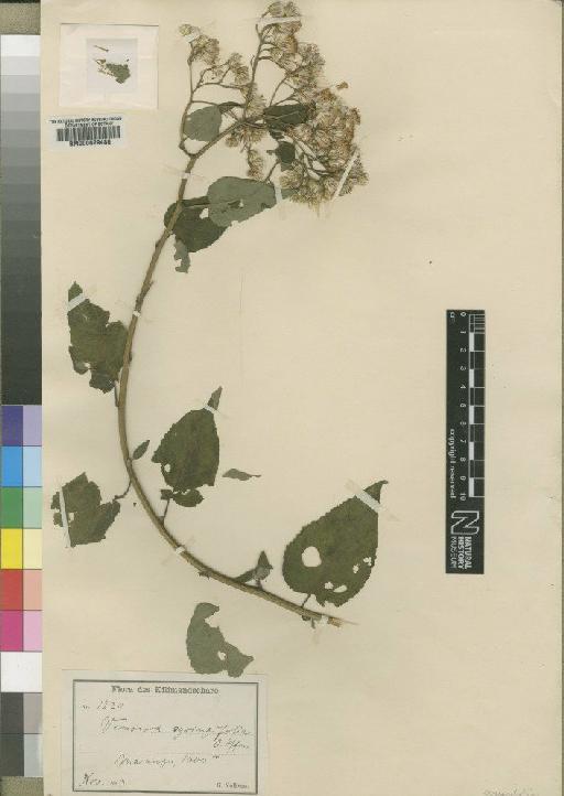 Vernonia syringifolia O.Hoffm. - BM000629486