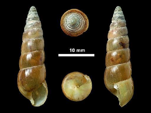 Glessula vadalica subterclass Tectipleura (Benson, 1865) - 1946.10.16.24-26, LECTOTYPE AND PARALECTOTYPES, Glessula vadalica,