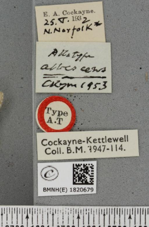 Eupithecia extensaria occidua ab. albescens Cockayne, 1953 - BMNHE_1820679_label_390795