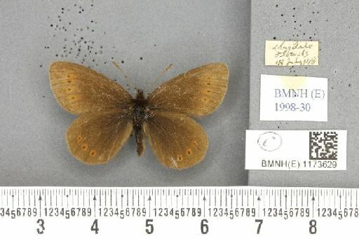 Erebia epiphron mnemon (Haworth, 1812) - BMNHE_1173629_29129