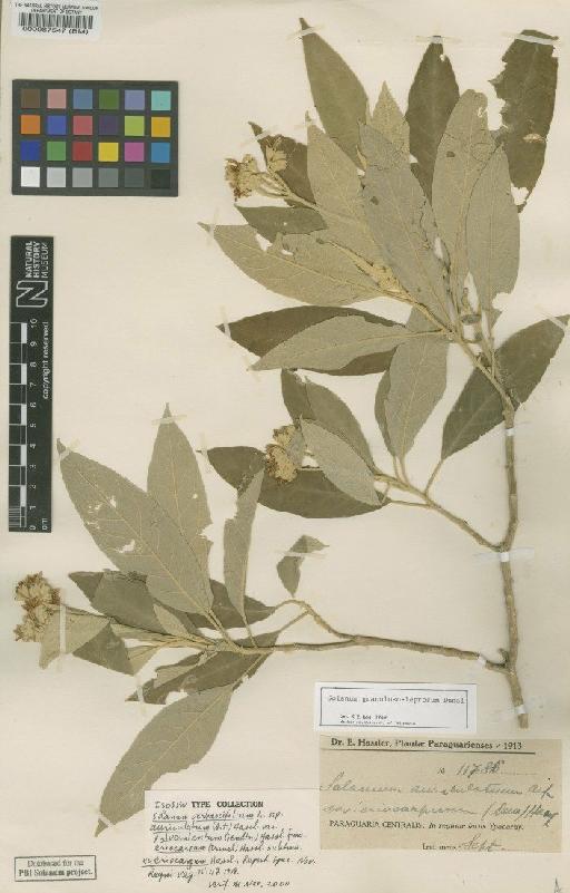 Solanum granulosum-leprusum Dunal - BM000087547
