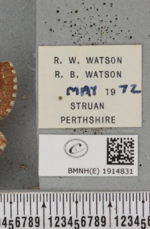 Ematurga atomaria (Linnaeus, 1758) - BMNHE_1914831_label_487144