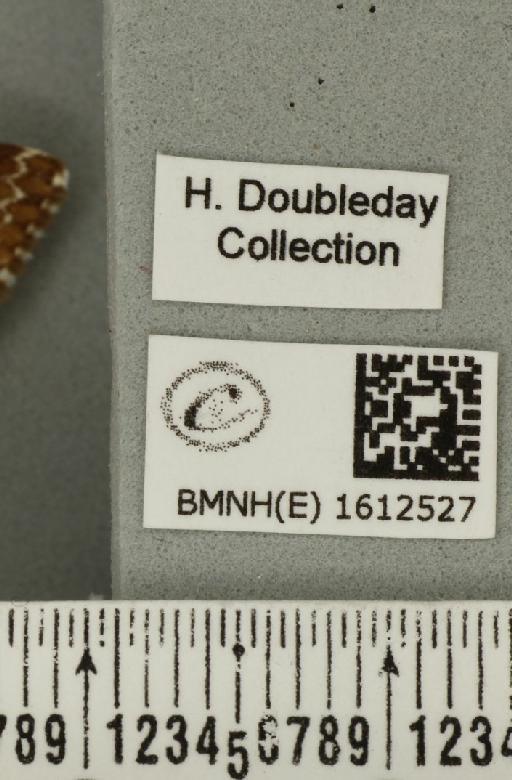 Epirrhoe tristata (Linnaeus, 1758) - BMNHE_1612527_label_324065