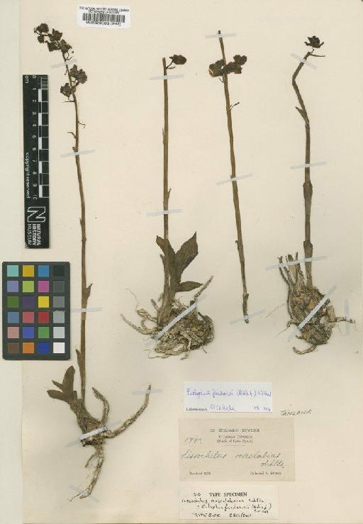 Eulophia fridericii (Rchb.f.) A.V.Hall - BM000529503