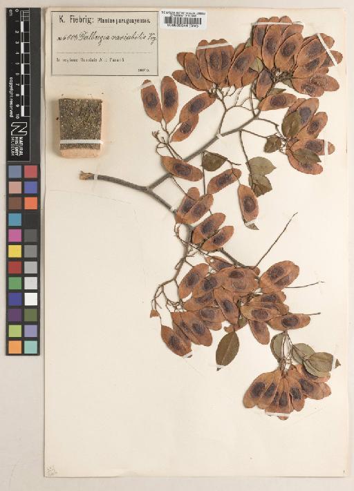 Dalbergia frutescens (Vell.) Britton - BM000538544