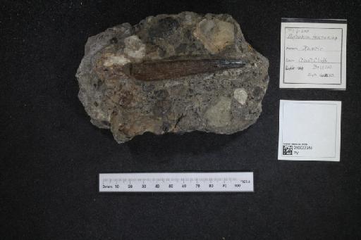 Hybodus minor Agassiz, 1837 - 010022381_L010040368