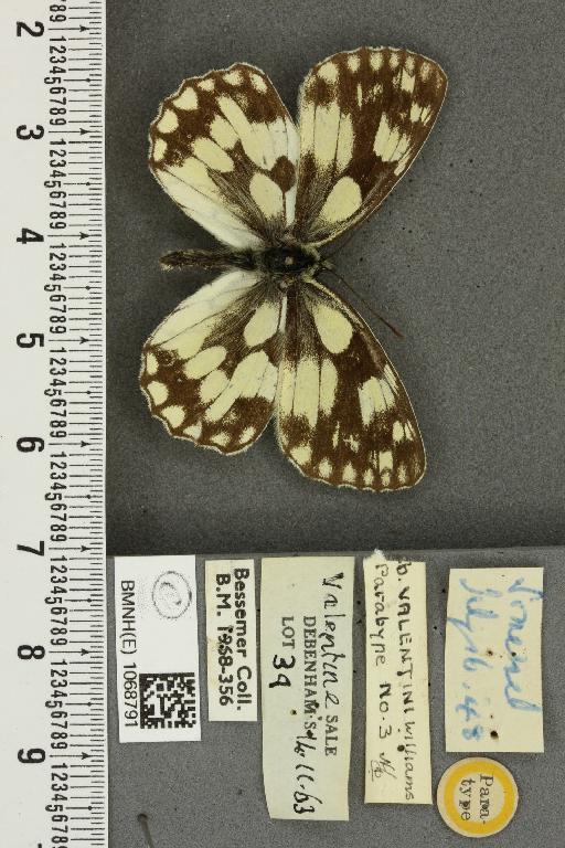 Melanargia galathea serena ab. valentini Williams, 1951 - BMNHE_1068791_34529