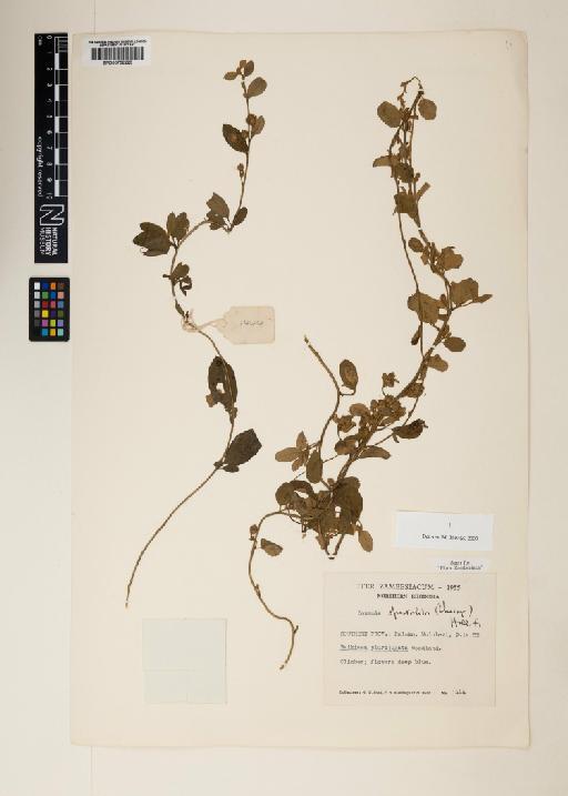 Bonamia spectabilis (Choisy) Hallier f. - 000758223