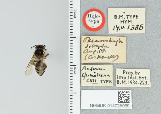 Andrena (Cnemidandrena) epimelaena Cockerell, T., 1924 - 014025069_834113_520574-