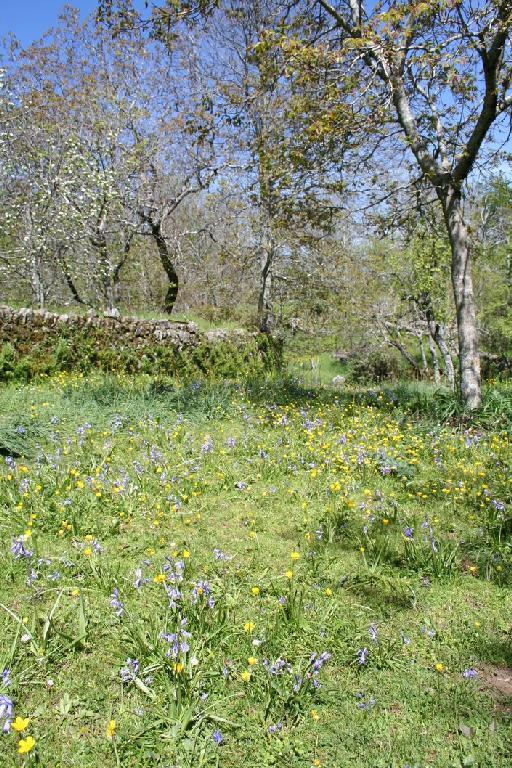 Hyacinthoides hispanica (Mill.) Rothm. - BB-212_population