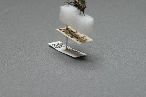 Sarcophaga (Myorhina) nigriventris Meigen, 1826 - 015091659_additional_4