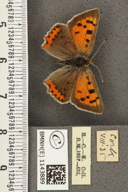 Lycaena phlaeas eleus ab. basilipuncta Tutt, 1906 - BMNHE_1143889_108786
